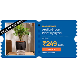 Get 64% off on Aralia Green Plant by Kyari — 250 × 250